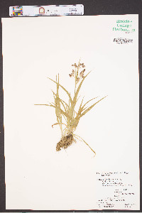 Luzula multiflora image