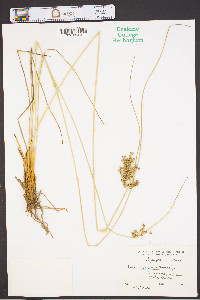 Juncus coriaceus image