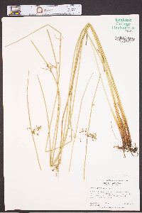 Juncus gymnocarpus image