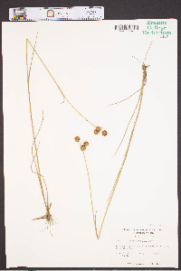 Juncus megacephalus image