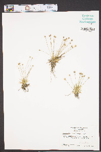 Lachnocaulon minus image