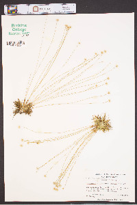 Syngonanthus flavidulus image