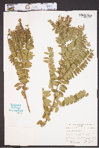 Amorpha herbacea image