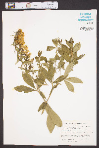 Baptisia bracteata image