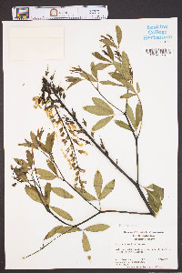 Baptisia pendula image