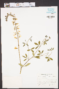 Baptisia pendula image