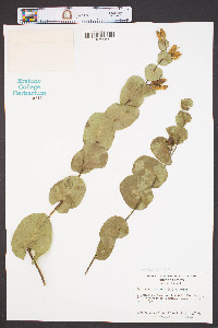 Baptisia perfoliata image