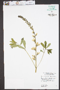 Baptisia sphaerocarpa image