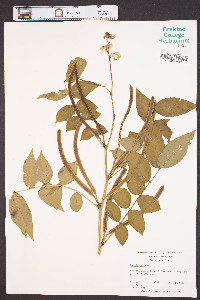Senna occidentalis image