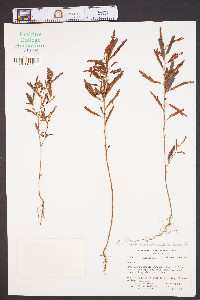 Chamaecrista fasciculata var. fasciculata image