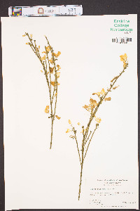 Cytisus scoparius image