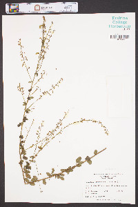 Desmodium obtusum image