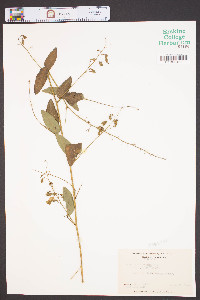 Desmodium perplexum image