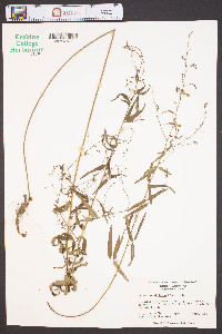 Desmodium strictum image