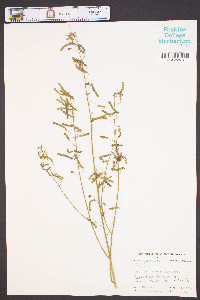 Desmodium tortuosum image