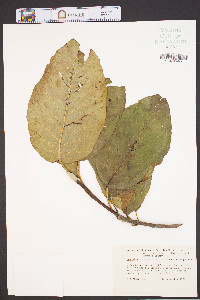 Magnolia acuminata image