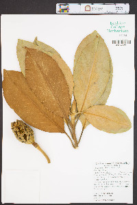 Magnolia grandiflora image