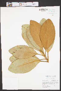 Magnolia grandiflora image