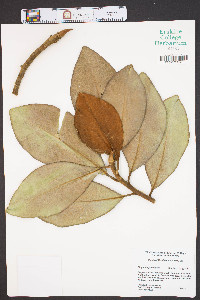 Magnolia grandiflora image