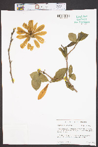 Magnolia soulangeana image