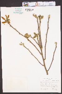 Magnolia stellata image