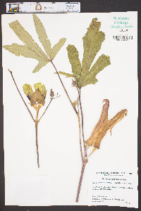 Abelmoschus esculentus image