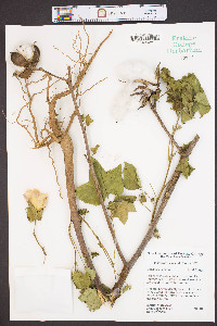 Gossypium hirsutum image