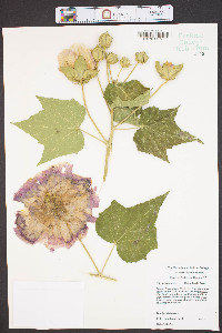 Hibiscus mutabilis image