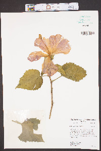 Hibiscus rosa-sinensis image