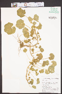 Malva neglecta image