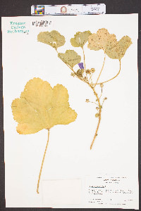 Malva sylvestris image