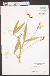 Lathyrus latifolius image