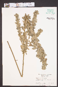 Lespedeza capitata image