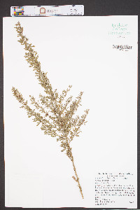 Lespedeza cuneata image