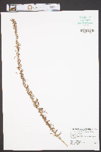 Lespedeza cuneata image