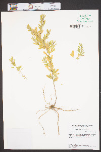 Lespedeza cuneata image