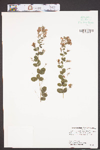 Lespedeza intermedia image