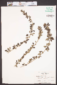 Lespedeza stuevei image