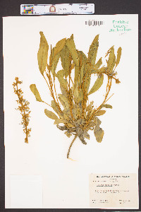 Lupinus diffusus image