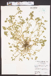 Medicago arabica image