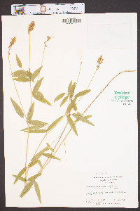 Orbexilum pedunculatum var. pedunculatum image