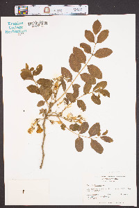 Robinia hispida image