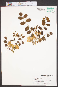 Robinia hispida image