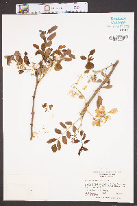Robinia kelseyi image