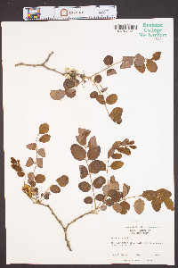 Robinia nana image