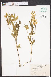 Thermopsis mollis image