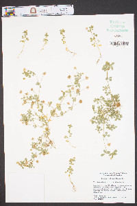 Trifolium dubium image
