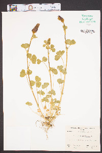 Trifolium incarnatum image