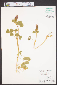 Trifolium incarnatum image