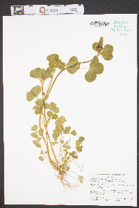 Trifolium incarnatum image